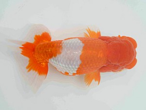 好鱗会　春季品評大会　2位　須田友一郎