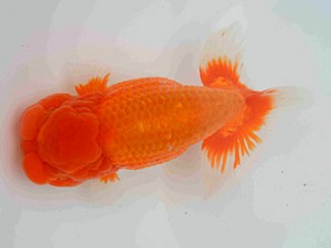 好鱗会　春季品評大会　3位　佐藤徳正