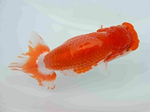 好鱗会　春季品評大会　5位　綾部 武