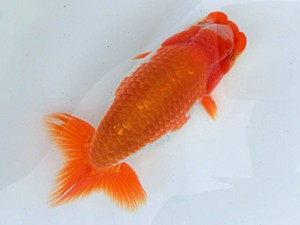 志摩紅鱗会　春季品評大会　東大関　山口広隆　津市