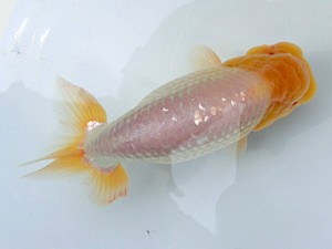 志摩紅鱗会　春季品評大会　西大関　山中剛司　北牟婁郡