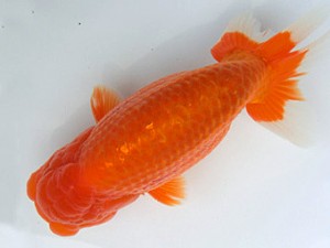 志摩紅鱗会　春季品評大会　立行司　山中剛司　北牟婁郡