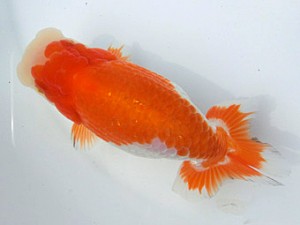 志摩紅鱗会　春季品評大会　東取締　谷　善喜　北牟婁郡