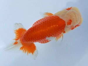 志摩紅鱗会　春季品評大会　西取締　田邊健一　志摩市