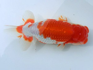 志摩紅鱗会　春季品評大会　西大関　小河　孝　志摩市