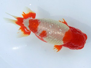 志摩紅鱗会　春季品評大会　立行司　林　万貴　志摩市