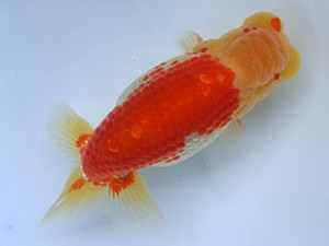 志摩紅鱗会　春季品評大会　東取締　大河内正行　津市