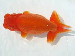 湘南らんちゅう会　二歳会　2位　佐藤正義