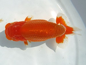 湘南らんちゅう会　二歳会　3位　熊澤　誠