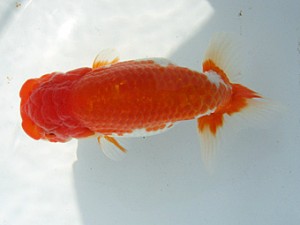 湘南らんちゅう会　二歳会　4位　八矢貞亮