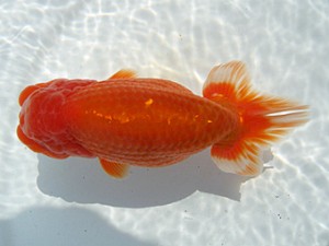 湘南らんちゅう会　二歳会　5位　安田英一