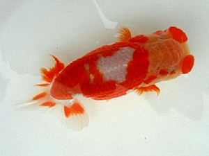 知多昇蘭会　明二歳会　東大関　野口　弘　半田市