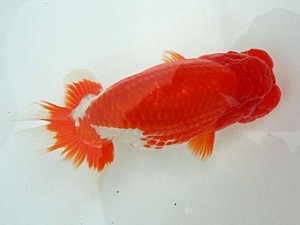 知多昇蘭会　明二歳会　西大関　野口　弘　半田市