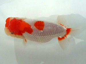 知多昇蘭会　明二歳会　立行司　磯村則之　武豊町