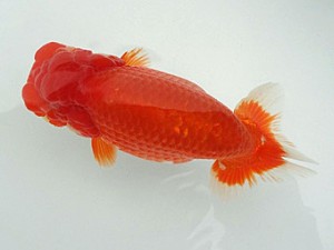 知多昇蘭会　明二歳会　東取締　相川茂樹　南知多町