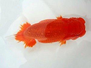 知多昇蘭会　明二歳会　西取締　井上　達　半田市