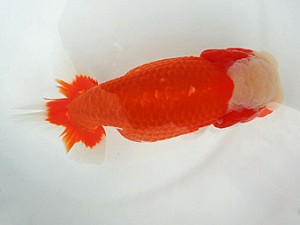 知多昇蘭会　明二歳会　東大関　石黒英明　南知多町