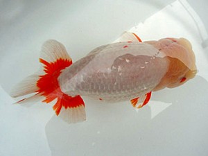 知多昇蘭会　明二歳会　西大関　野口　弘　半田市