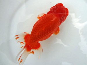 知多昇蘭会　明二歳会　立行司　大河内正行　津市