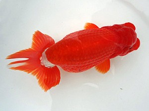 知多昇蘭会　明二歳会　東取締　沢田光孝　半田市