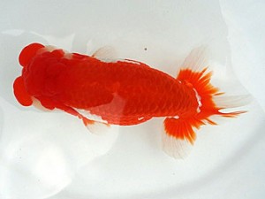 知多昇蘭会　明二歳会　西取締　榊原英樹　武豊町