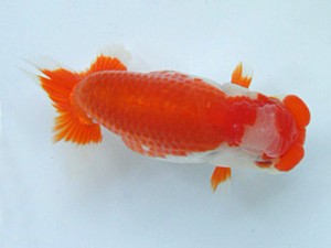 津島愛錦クラブ　二歳会　1位　伊藤孝広