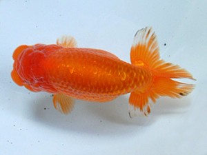 津島愛錦クラブ　二歳会　3位　近藤憲正