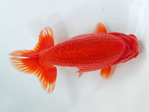 津島愛錦クラブ　二歳会　4位　石丸満春