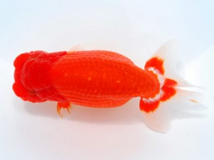 横浜観魚会　二歳会　1位　加藤貞信