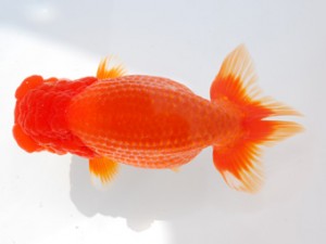 横浜観魚会　二歳会　2位　矢作雄一