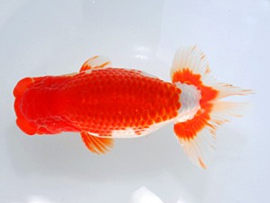 横浜観魚会　二歳会　4位　三宅雅也