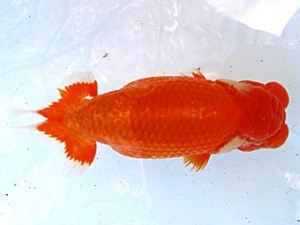 観魚会　二歳会　1位　鳴海　満