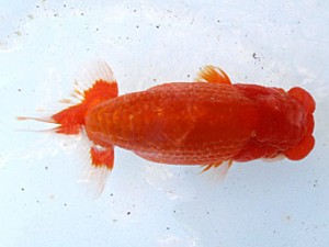 観魚会　二歳会　3位　矢作雄一