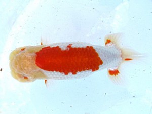 観魚会　二歳会　4位　三宅雅也