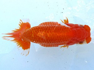 観魚会　二歳会　5位　吉川宗夫