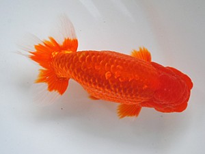 房総らんちう会　二歳会　一位　藤川直子