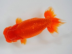 房総らんちう会　二歳会　二位　鈴木　薫