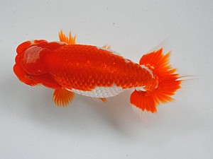 房総らんちう会　二歳会　三位　君塚一博