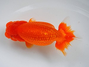 房総らんちう会　二歳会　四位　君塚一博