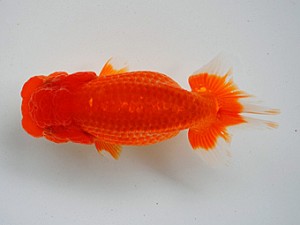 房総らんちう会　二歳会　五位　大渕　功