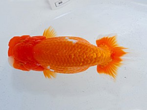 観魚会　二歳会　東大関　齋藤一成　豊島区