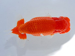 観魚会　二歳会　立行司　安田英一