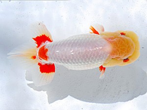 観魚会　二歳会　取締一　芳賀孝泰　横浜