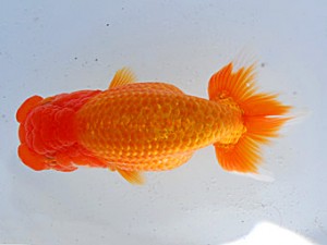 観魚会　二歳会　取締二　樫村正彦　千葉