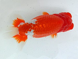 桑名愛錦会　二歳会　1席　野口　弘　半田市