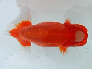 桑名愛錦会　二歳会　2席　沢田光孝　半田市