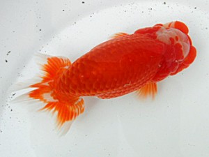 桑名愛錦会　二歳会　3席　野口　弘　半田市