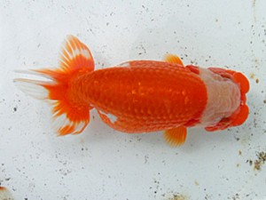 桑名愛錦会　二歳会　4席　高須一二　名古屋市