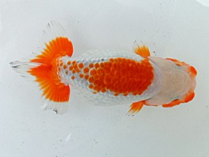 桑名愛錦会　二歳会　5位　5席　伊藤勝敏　津島市