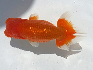 楽友らんちう会　二歳会　一位　古鳥敏明